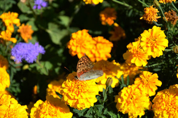 The butterfly, flowers