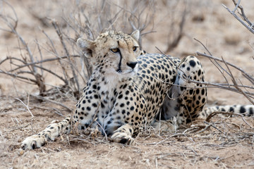 Kenya, Africa