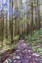 Trail through tall trees in a wet forest Cypress Falls Park British Columbia Canada