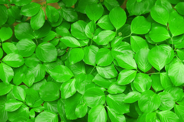 Plakat green leaves background