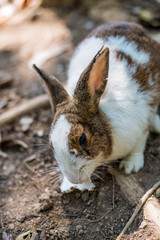 Rabbit white in Natural