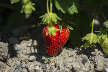 Strawberries in the garden near private homes