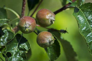 Unripe apples on an apple tree in a private garden