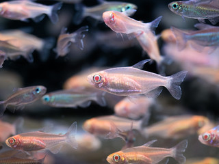 熱帯魚　アルビノコンゴーテトラ