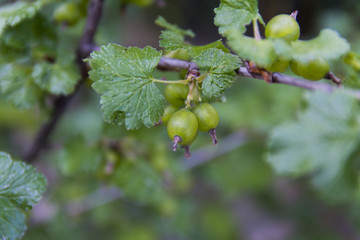 Unripe currants on the bush in a private garden