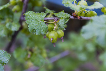 Unripe currants on the bush in a private garden