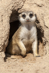 Fototapeta premium Suricate or meerkat (Suricata suricatta). Meerkat keep watch. Cute creature