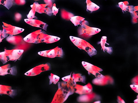 できれば ショルダー イタリック ピンク 熱帯魚 Sr Yamaji Jp