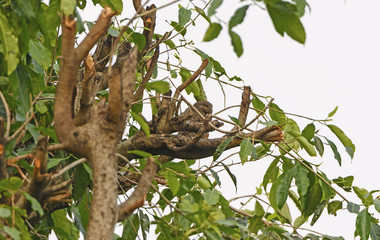 Asian Barred Owlet in a Tree