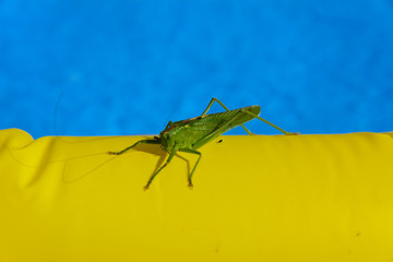 Green locust on the edge of the children's pool.