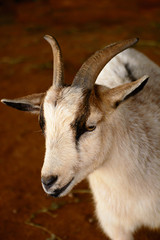 Small brown and white goat in a barn. Close-up of its face.