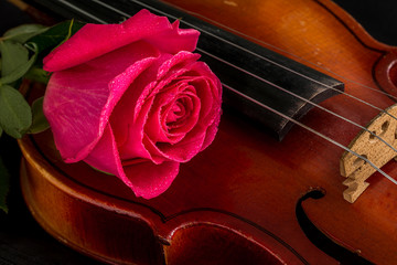 Obraz premium Violin sheet music and rose