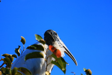 Wood Stork