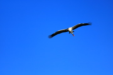 Fototapeta na wymiar Wood Stork