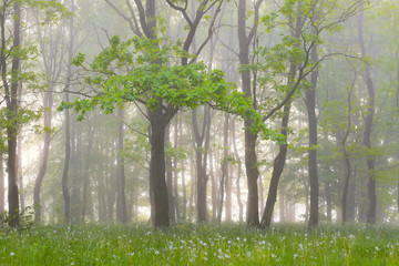 Mist in green forest