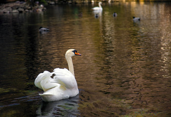 Swan