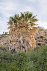 Joshua Tree