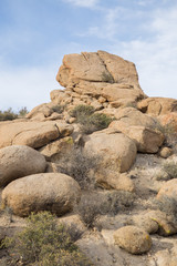 Joshua Tree