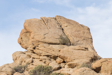 Joshua Tree