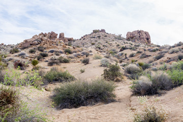 Joshua Tree