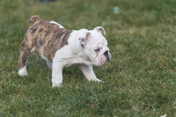 Happy pet dogs playing on Grass in a park.