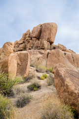 Joshua Tree
