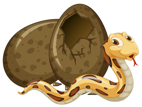 Brown snake hatching egg