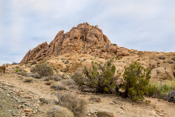 Fototapeta premium Joshua Tree