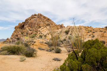 Joshua Tree