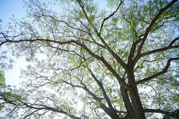 Fototapeta premium Tree