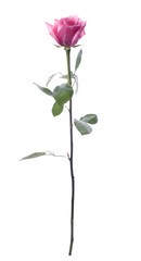 Pink rose on a perfect white background