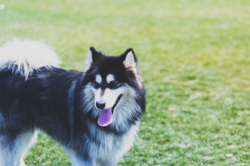 Happy pet dogs playing on Grass in a park.