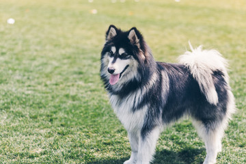 Happy pet dogs playing on Grass in a park.