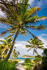 Naklejka premium caribbean sea and palms