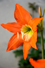 amaryllis