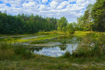 Fototapeta na wymiar Small dry lake in the woods hot summer