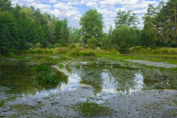Small dry lake in the woods hot summer
