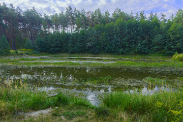 Small dry lake in the woods hot summer