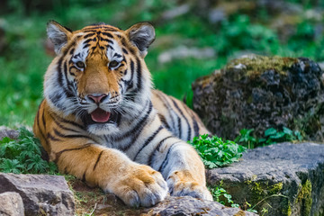 Young bengal tiger lying on the grass and shows his paws