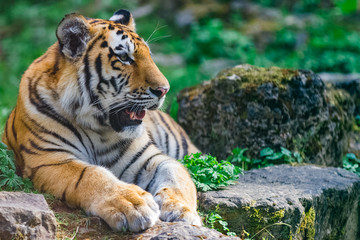 Young bengal tiger lying on the grass and shows his paws
