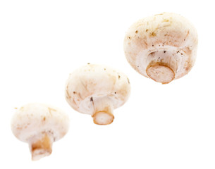 White mushrooms champignons