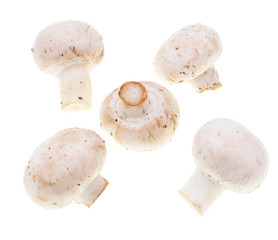 White mushrooms champignons