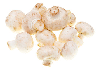 White mushrooms champignons