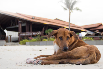 Thai brown dog relaxing on sand beach, Thailand.