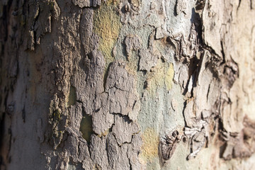 Tree bark poplar on nature