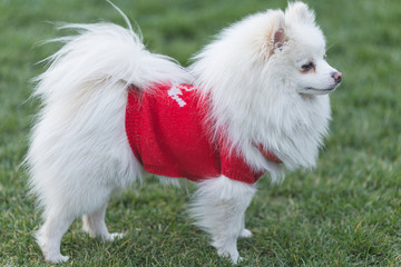 Happy pet dogs playing on Grass in a park.