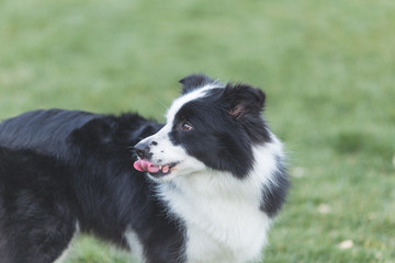 Happy pet dogs playing on Grass in a park.