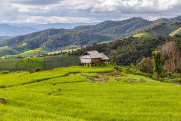 Obraz premium Green Terraced Rice Field in Pa Pong Pieng , Mae Chaem, Chiang Mai, Thailand