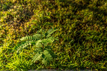 Dew on leafs