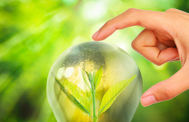 Light bulb with small plant growing inside with human hand 